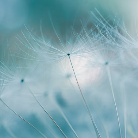 Close up of dandelion seeds in soft focus on blurred background