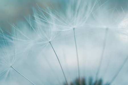 Close up of dandelion seeds with shallow depth of field. Soft focus.