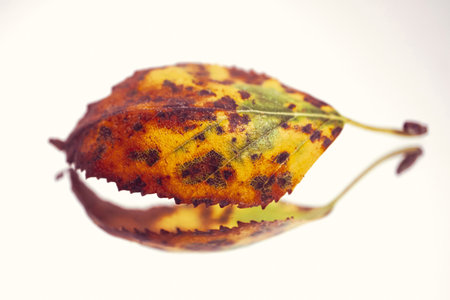 Autumn leaf on a white background. Shallow depth of field.