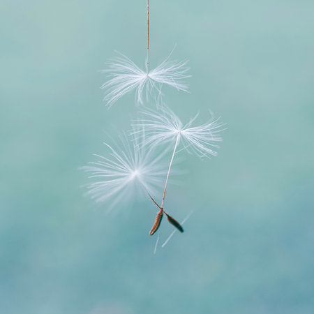 Dandelion seeds in the wind on a blue background. Macro