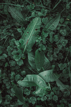 green leaves background, green leaves background, green leaves texture, green leaves background