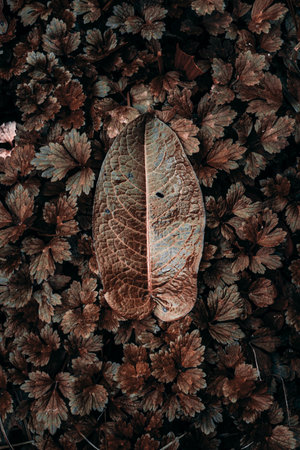 Dry leaf on the ground, top view. Nature background.の写真素材