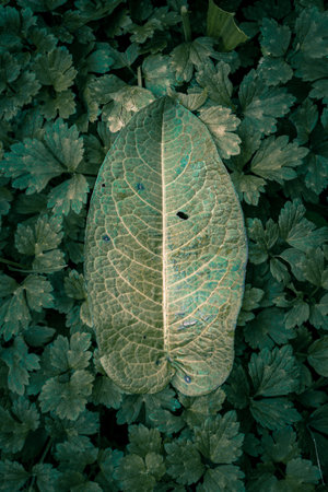 Close up of a green leaf on a background of green leaves.の写真素材