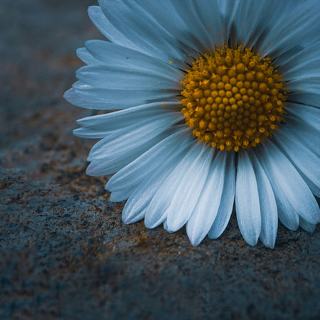 Close up of a daisy flower on a grunge background.の写真素材