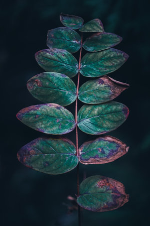 Autumnal green leaves on a dark background. Toned.の写真素材