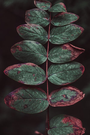 Green leaves with red spots on a dark background. Toned.の写真素材
