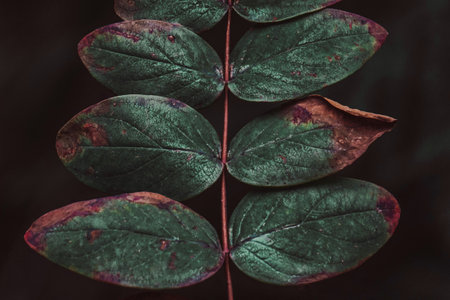 Close up of green leaves on a dark background. Toned.の写真素材