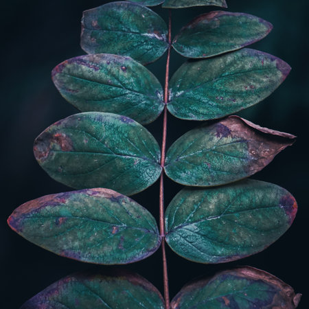 Green leaves of eucalyptus tree on dark background.の写真素材