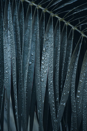Tropical palm leaves with dew drops. Nature background.の写真素材