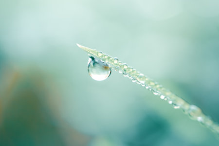 Water drop on grass blade with blur background, shallow depth of field