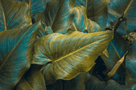 Close up of green leaf texture background. Tropical foliage pattern and wallpaperの写真素材
