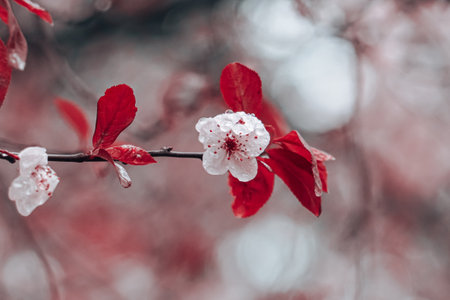 Cherry blossoms on a branch in spring, close-upの写真素材