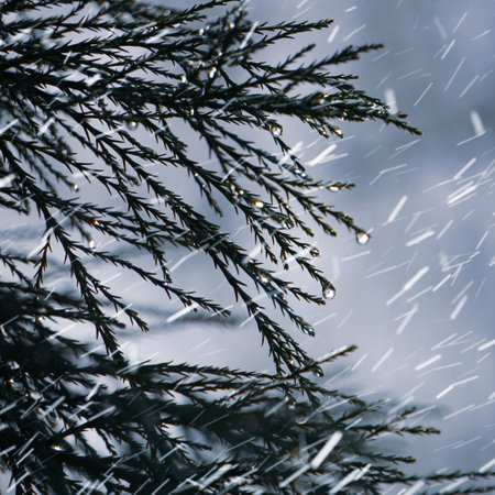 Raindrops on the branches of a coniferous tree in winterの写真素材