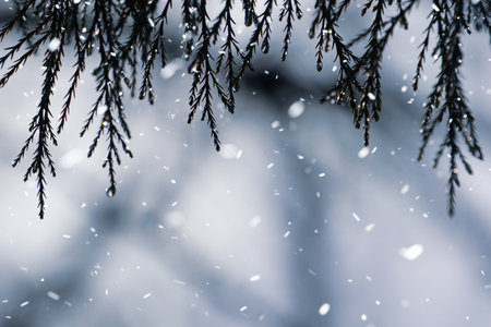Winter background with snowflakes falling from the branches of a treeの写真素材