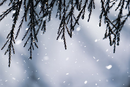 Winter background. Branches of a pine tree in the snow.の写真素材