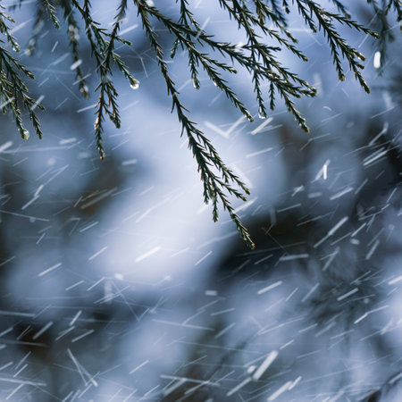 spruce branches covered with snow in winter forest. abstract environmental backgroundsの写真素材