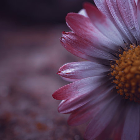 Close up of pink daisy flower with shallow depth of field.の写真素材