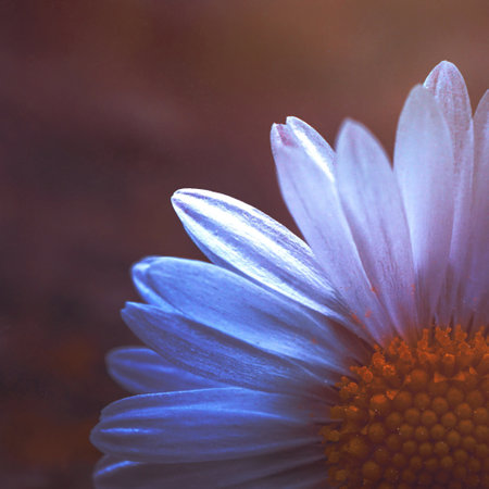 Beautiful daisy flower macro close up. Floral background.の写真素材