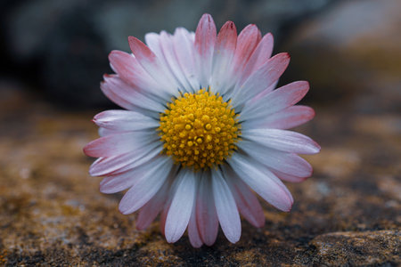 Daisy flower on a rock. Shallow depth of fieldの写真素材