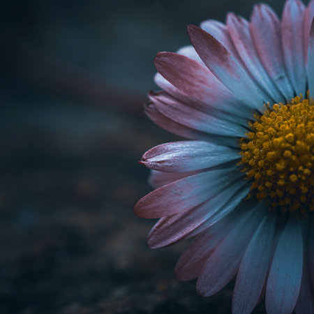 Daisy flower with filter effect retro vintage style and soft focus.の写真素材
