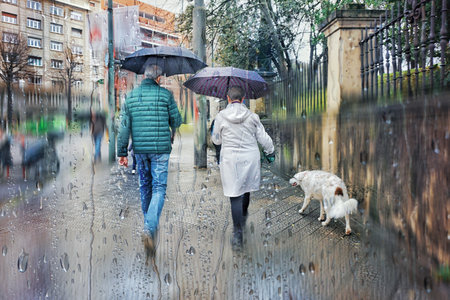 Couple walking in the rain on a rainy day with their dogの写真素材
