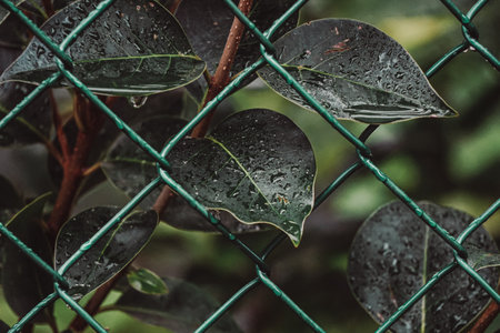 Green leaves with water drops on the wire fence. Nature background.の写真素材