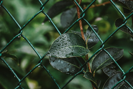 Raindrops on the leaves. Raindrops on a leaf.の写真素材