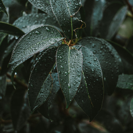 Water drops on the leaves of a ficus tree in the garden