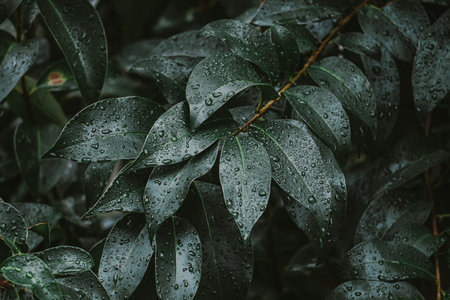 Rain drops on the green leaves of a plant.の写真素材