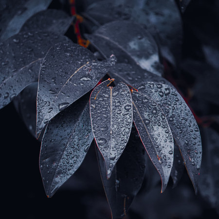 Rain drops on the leaves of an eucalyptus treeの写真素材