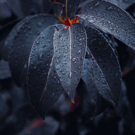 Rain drops on the leaves of a ficus benjamina.の写真素材
