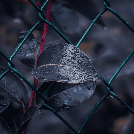 Rain drops on the leaves of a plant. Shallow depth of fieldの写真素材