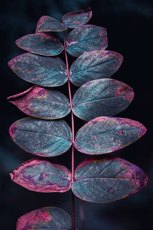 Leaves of eucalyptus on a dark background.の写真素材