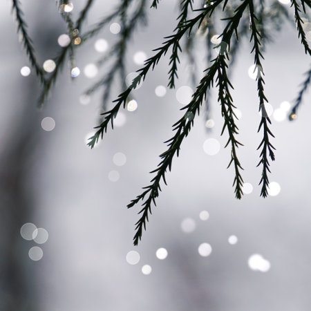 abstract winter background with snow covered trees and bokeh lightsの写真素材