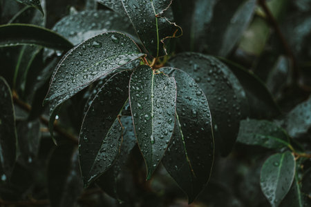 Close up of green leaves with water droplets in the rain.の写真素材