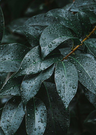 Water droplets on the green leaves of a ficus tree.