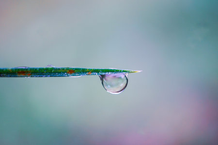 water drop on grass blade with shallow depth of field, nature backgroundの写真素材
