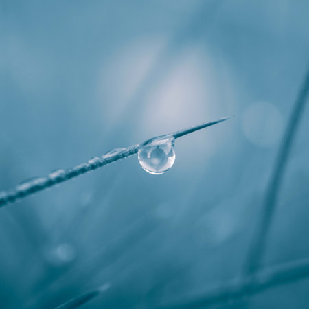 Water drop on grass blade. Nature background. Shallow depth of field.の写真素材