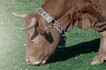 Brown cow on a green meadow, close-up of the headの写真素材
