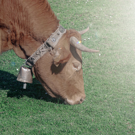 Brown cow with bell on green grass field in the morning light.の写真素材