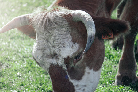Close up of a cow grazing on a green meadow at sunset