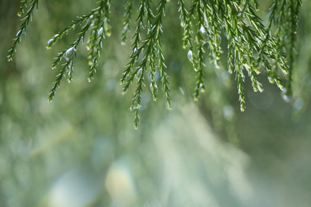 Close-up of thuja branch with dew drops.の写真素材