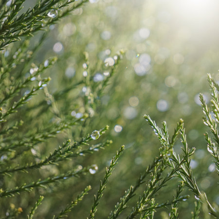 Drops of dew on the branches of a juniper.の写真素材