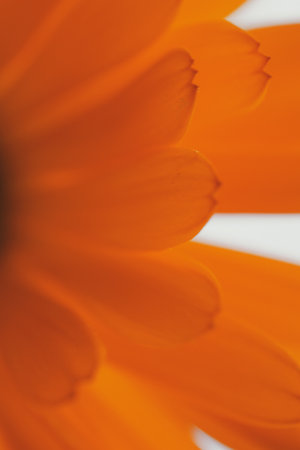 Close-up of calendula flower. Shallow DOFの写真素材