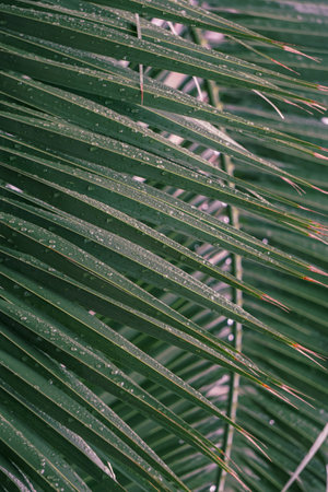 Palm leaf closeup. Tropical background. Selective focus.の写真素材