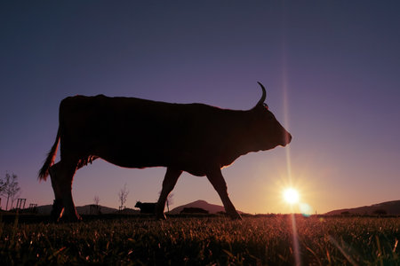 Silhouette of a cow in the meadow at sunset.の写真素材