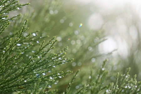Drops of dew on the branches of a thujaの写真素材