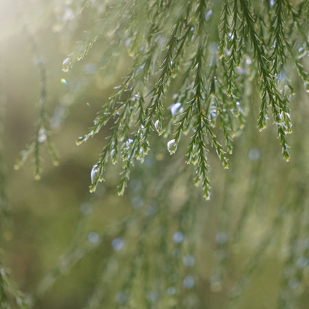 Water droplets on the branches of a thuja tree.の写真素材