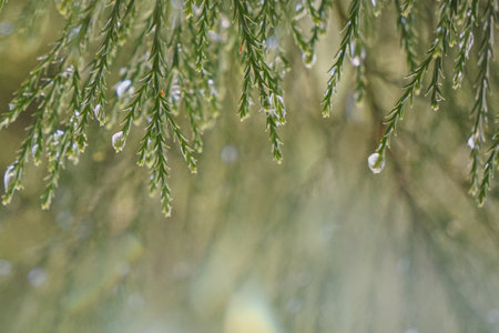 Close up of evergreen pine tree branches with dew drops.の写真素材