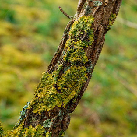 Moss on the bark of a tree in the autumn forest.の写真素材